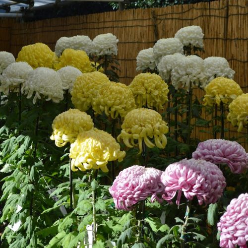 yoyogi (27)